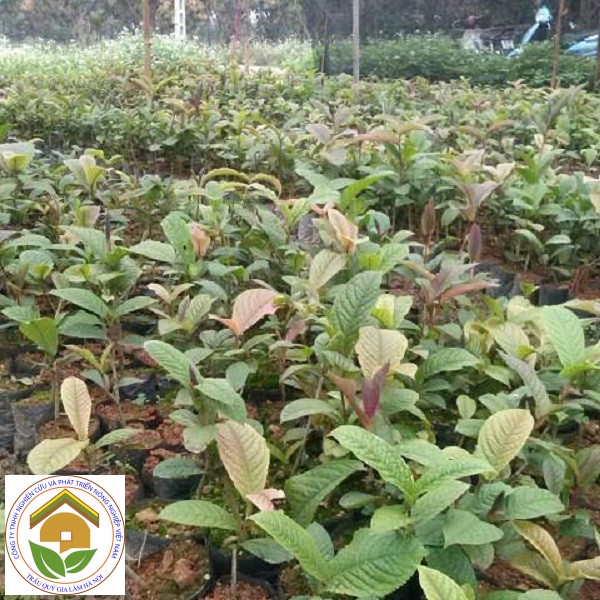 Hướng dẫn cách trồng chăm sóc trà hoa vàng 