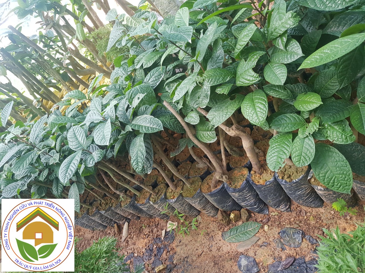 Địa điểm cung cấp giống trà hoa vàng
