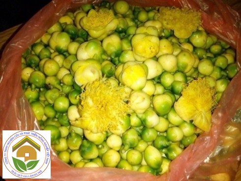 Trà hoa vàng là loại thảo dược quý hiếm