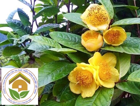 Cây giống trà hoa vàng - Giống dược liệu dễ trồng