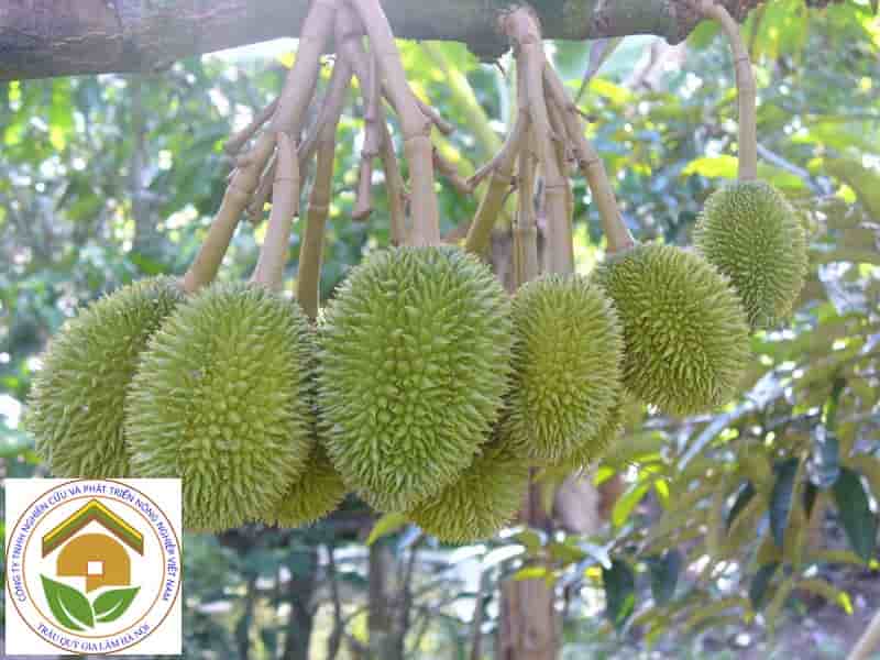 tia canh tao tan cho sau rieng
