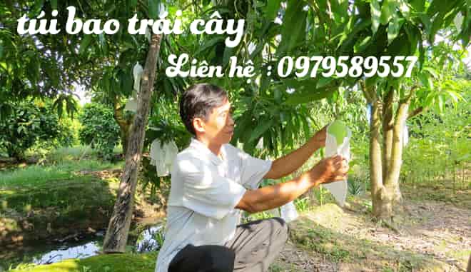 bao trái cây xoài thái cho xuât khẩu