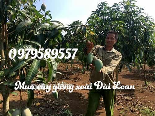 cay xoai dai loan