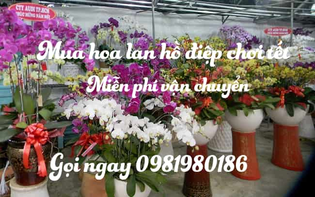 hoa lan hồ điệp chơi tết