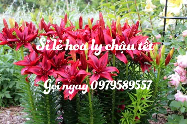 hoa ly chơi tết