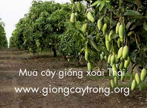 kĩ thuật trồng và chăm sóc xoài thái