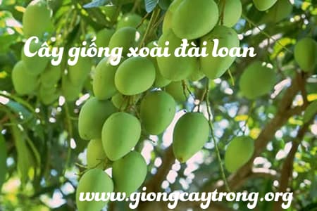 xoai đài loan sai triu qua