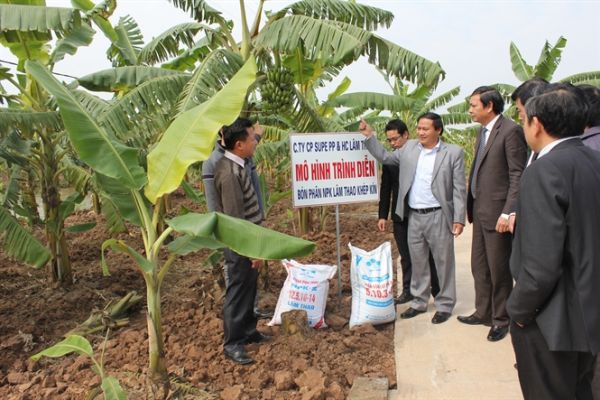 Kĩ thuật trồng chuối tiêu hồng