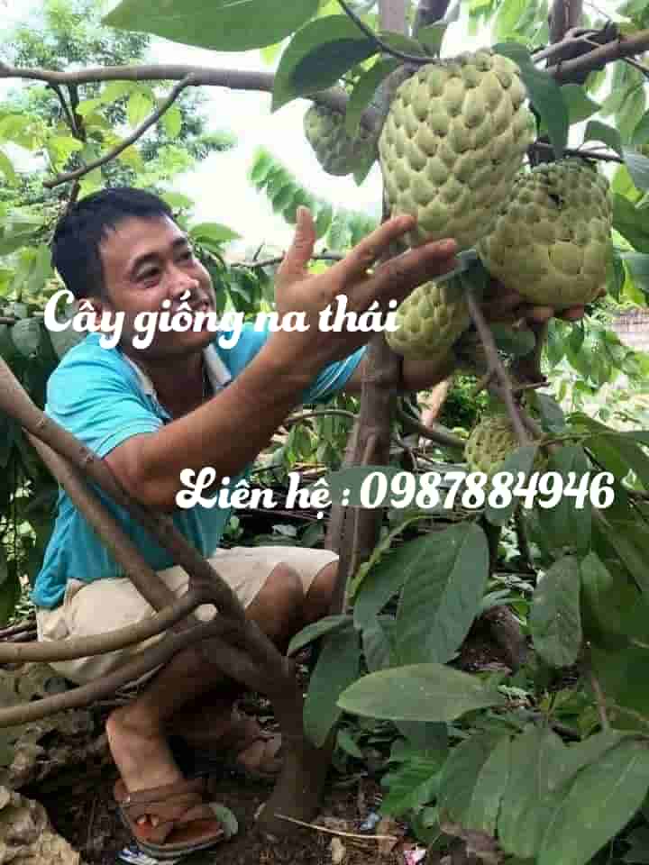 cây na thái cho quả