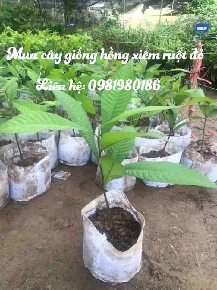 cay giong hong xiem ruot do