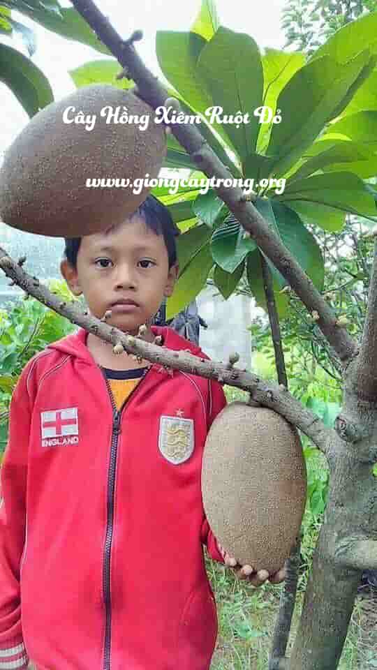 cay hong xiem ruot do dang cho qua