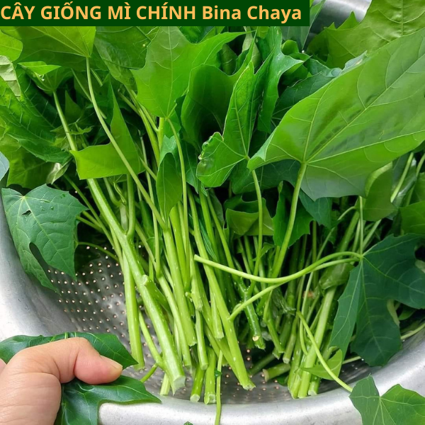 Cây Giống Rau Mì Chính Bina Chaya Đã Lên Bầu Có Mầm Xanh Tốt