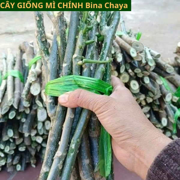 Cây Giống Rau Mì Chính Bina Chaya Đã Lên Bầu Có Mầm Xanh Tốt