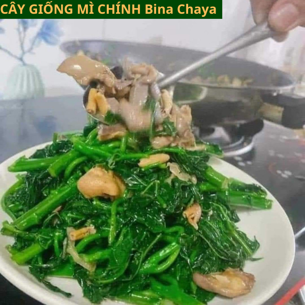 Cây Giống Rau Mì Chính Bina Chaya Đã Lên Bầu Có Mầm Xanh Tốt