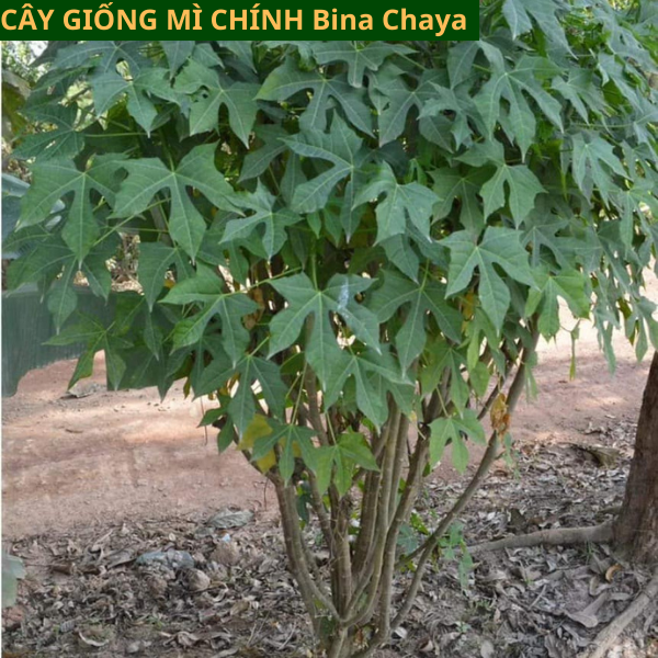 Cây Giống Rau Mì Chính Bina Chaya Đã Lên Bầu Có Mầm Xanh Tốt