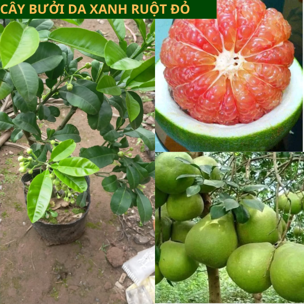 Cây giống Bưởi Da Xanh - Cây ghép, Cây chiết