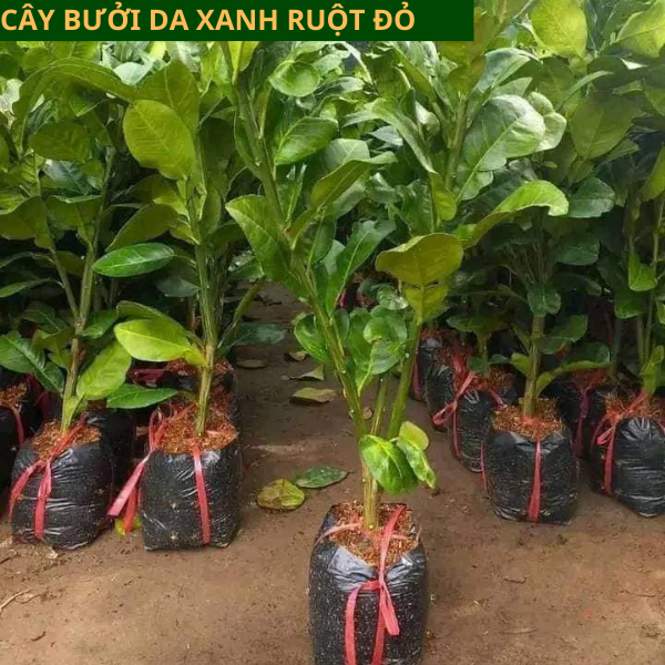 Cây giống Bưởi Da Xanh - Cây ghép, Cây chiết