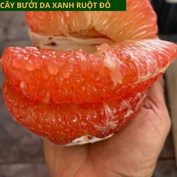 Cây giống Bưởi Da Xanh - Cây ghép, Cây chiết