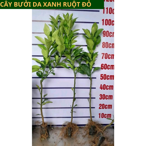 Cây giống Bưởi Da Xanh - Cây ghép, Cây chiết