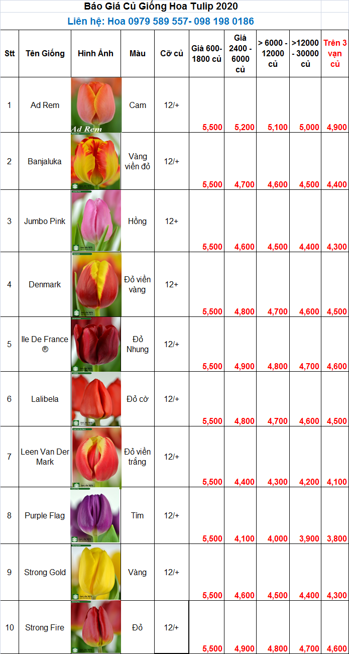 Bảng báo giá củ giống hoa tulip 2020