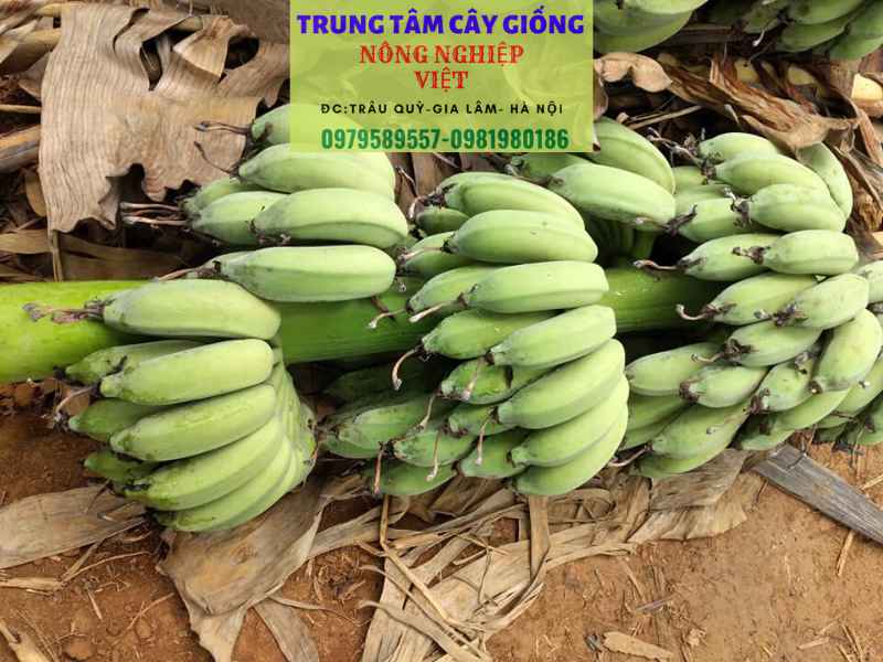 Cây giống chuối tây - Đặc điểm, cách trồng và địa điểm mua giống chuẩn