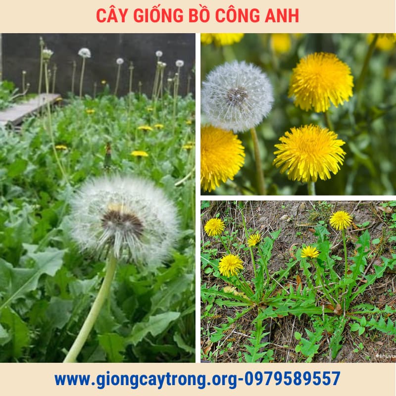 Cây Bồ Công Anh Bắc Giống Chuẩn Có Bảo Hành - Vườn Ươm Nông Nghiệp Việt