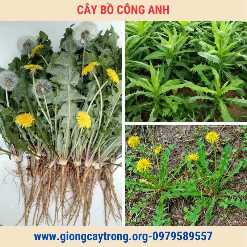 Cây Bồ Công Anh Bắc Giống Chuẩn Có Bảo Hành - Vườn Ươm Nông Nghiệp Việt