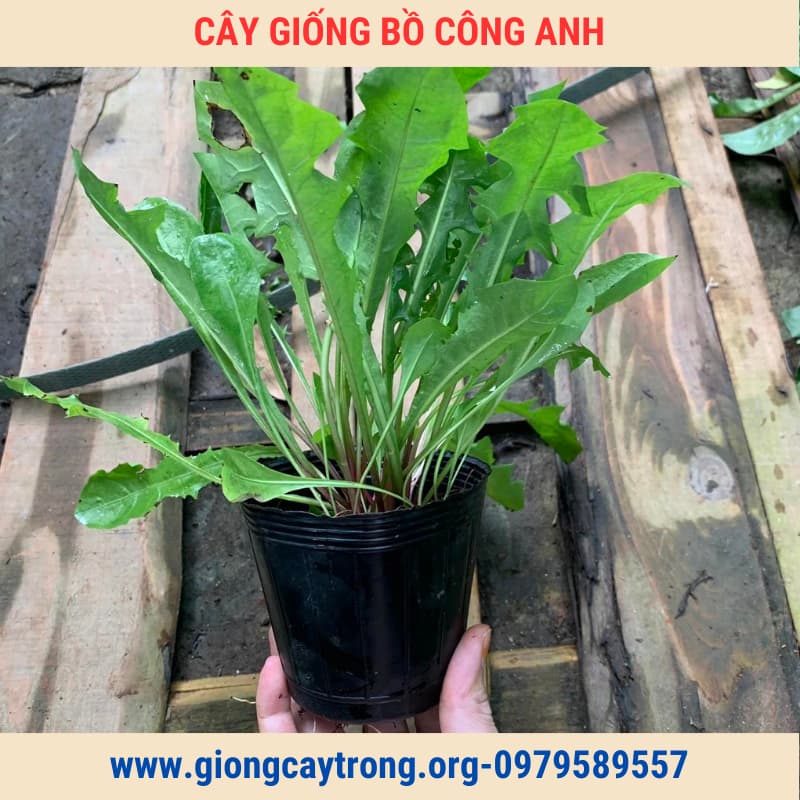 Cay bo cong anh (4)