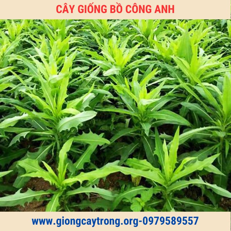 Cây Bồ Công Anh Bắc Giống Chuẩn Có Bảo Hành - Vườn Ươm Nông Nghiệp Việt