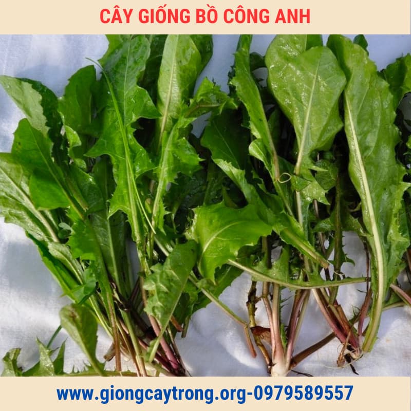 Cay bo cong anh (6)