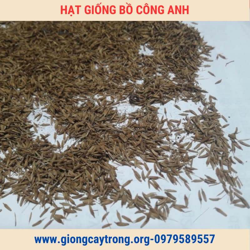 Cây Bồ Công Anh Bắc Giống Chuẩn Có Bảo Hành - Vườn Ươm Nông Nghiệp Việt