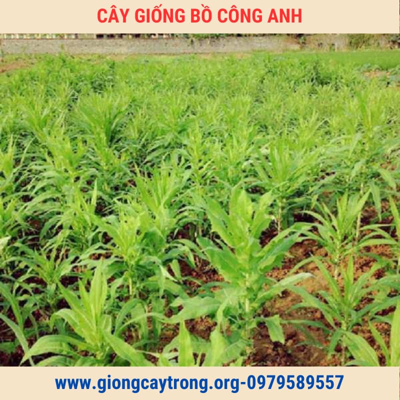 Cây Bồ Công Anh Bắc Giống Chuẩn Có Bảo Hành - Vườn Ươm Nông Nghiệp Việt