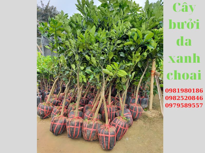 Cây bưởi da xanh choai-Cây đã có tán, hàng chuẩn-Gọi0987884946