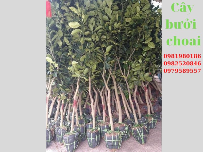 Cây bưởi da xanh choai-Cây đã có tán, hàng chuẩn-Gọi0987884946