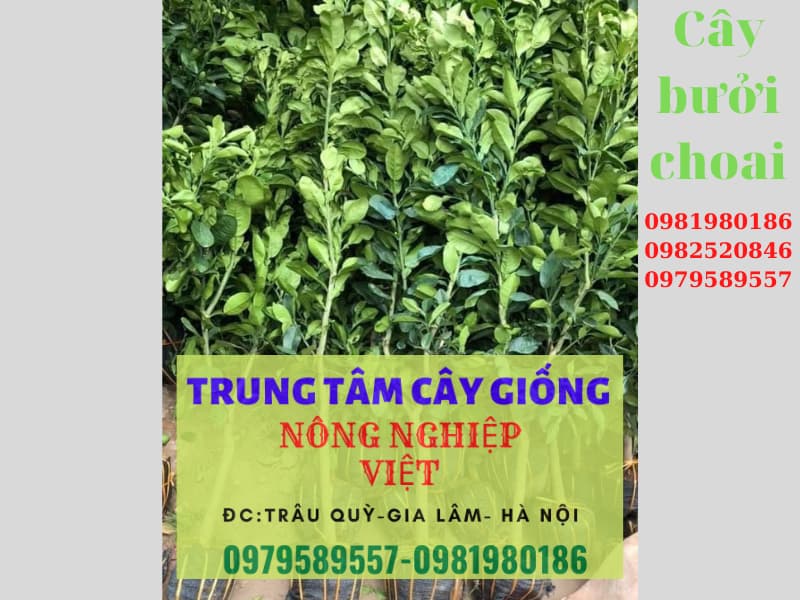 Cây bưởi da xanh choai-Cây đã có tán, hàng chuẩn-Gọi0987884946