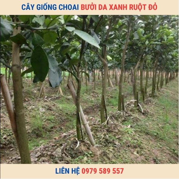 Cây giống Bưởi Da Xanh Ruột Đỏ Siêu Ngọt 1-2 năm Đang Có Quả