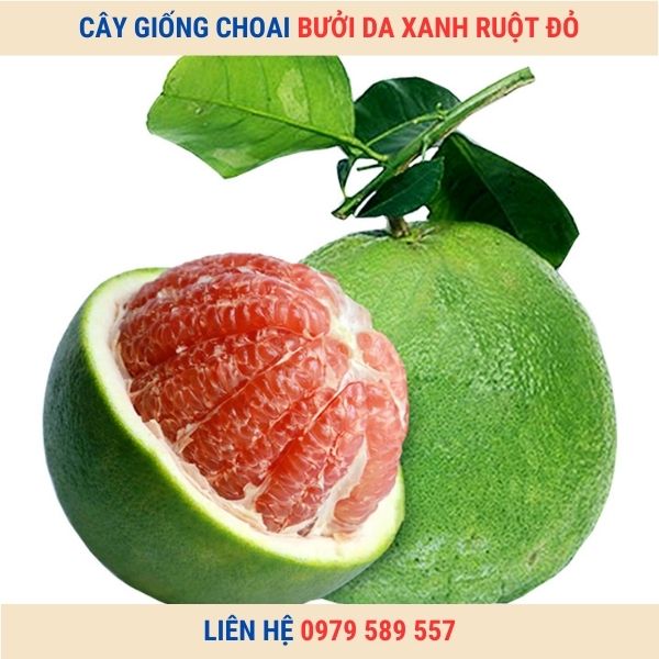 Cây giống Bưởi Da Xanh Ruột Đỏ Siêu Ngọt 1-2 năm Đang Có Quả