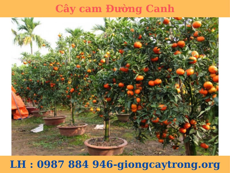 Cây giống cam Đường Canh - cam tiến vua giống chuẩn F1- Học viện Nông Nghiệp