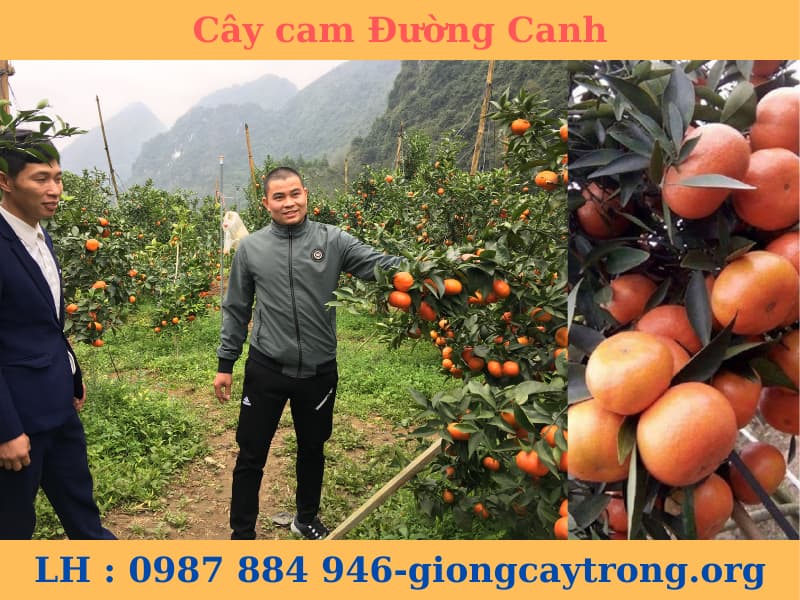 cay cam đường canh (11)