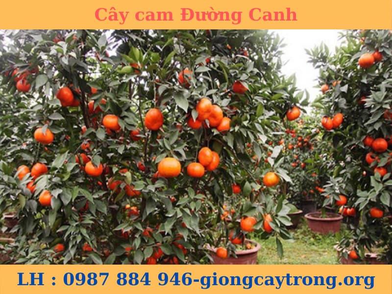 Lâm Đồng: Làm giàu từ cam đường canh