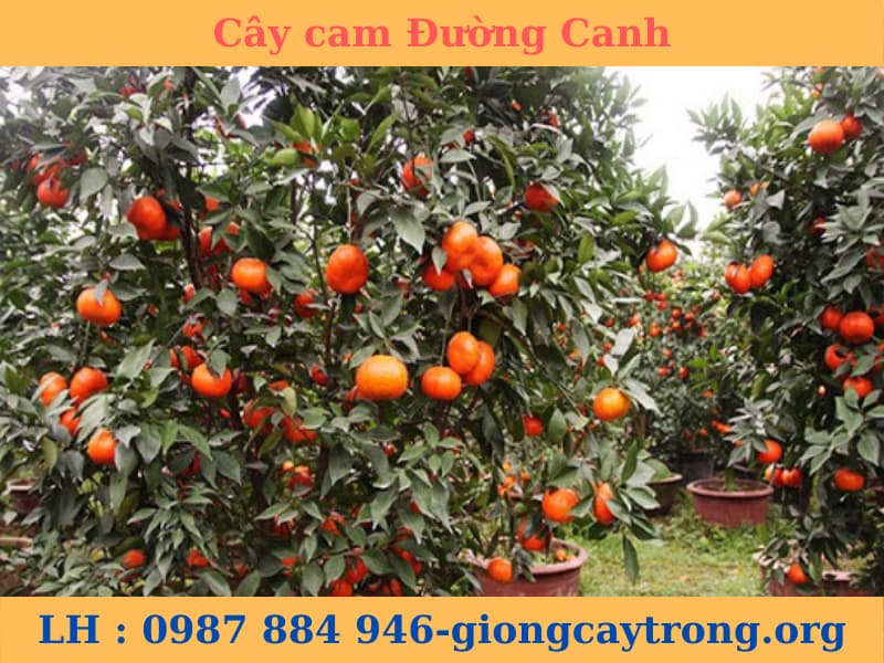 cay cam đường canh (3)