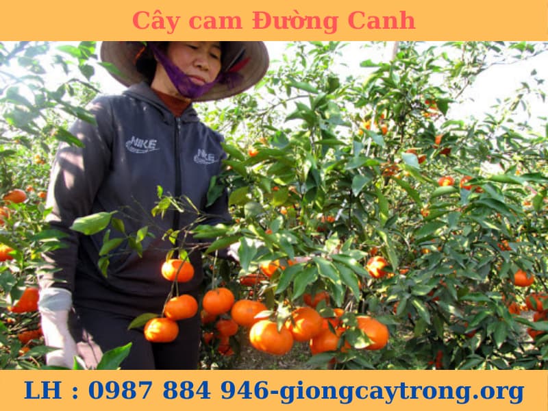 cay cam đường canh (5)