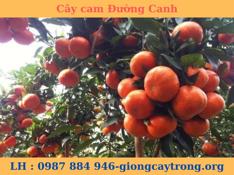 Cây giống cam Đường Canh - cam tiến vua giống chuẩn F1- Học viện Nông Nghiệp