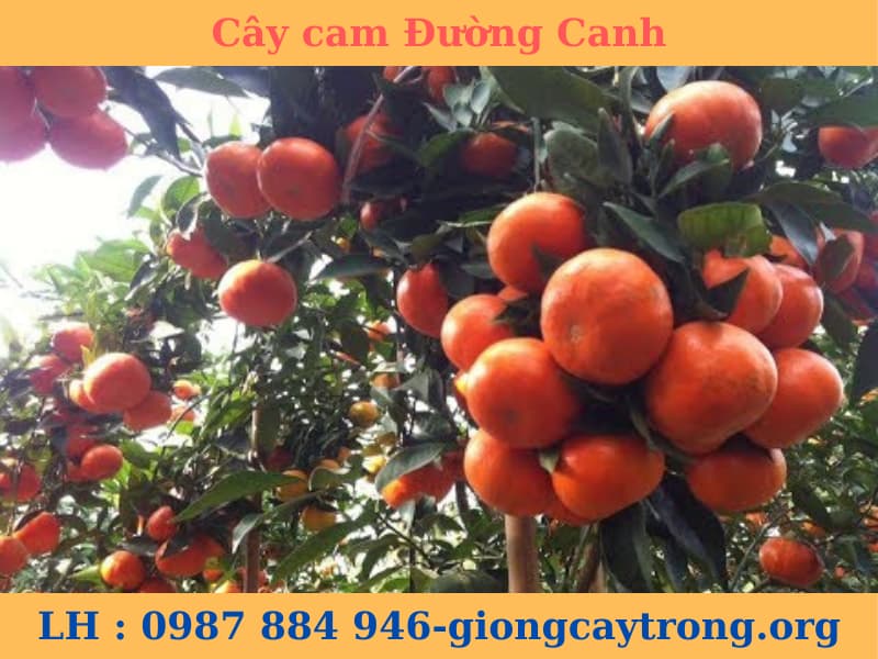 Cây giống cam Đường Canh - cam tiến vua giống chuẩn F1