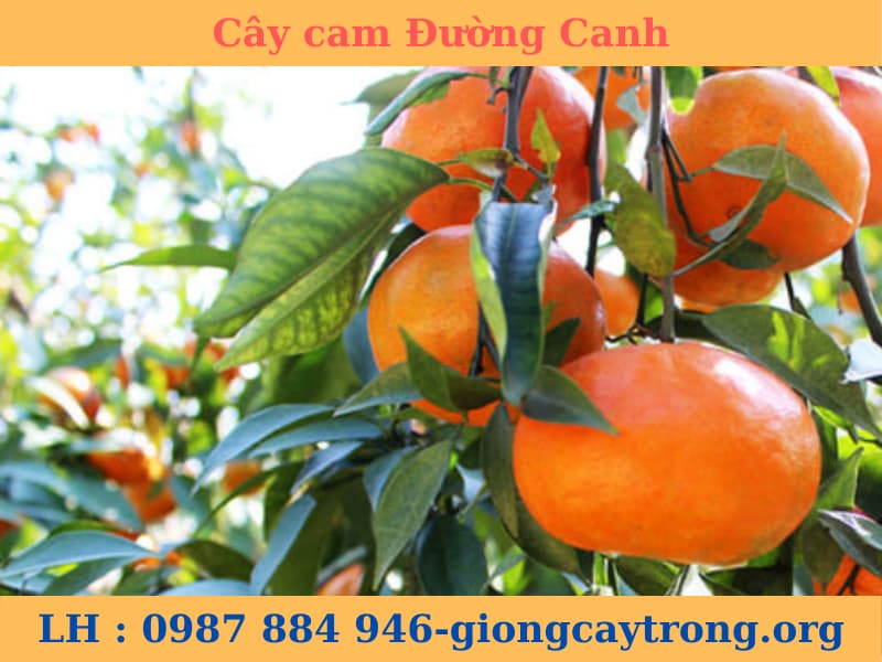 Cây giống cam Đường Canh - cam tiến vua giống chuẩn F1