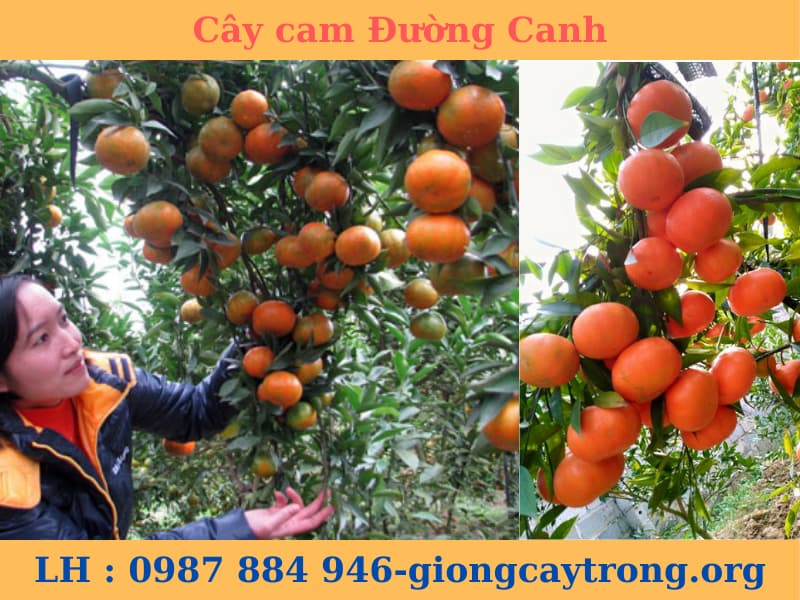 Cây giống cam Đường Canh - cam tiến vua giống chuẩn F1