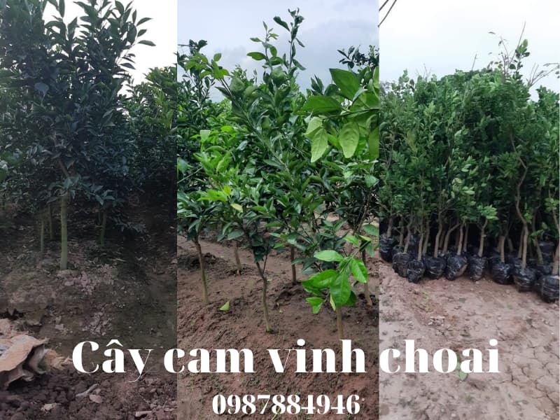 Cây cam vinh Choai - Cây từ 1-2 năm tuổi- Liên hệ:0987884946