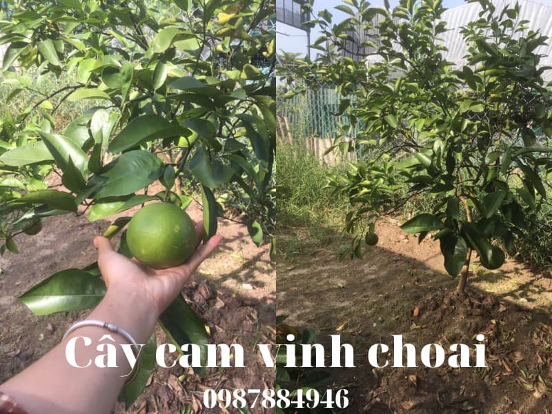 Cây cam vinh Choai - Cây từ 1-2 năm tuổi- Liên hệ:0987884946