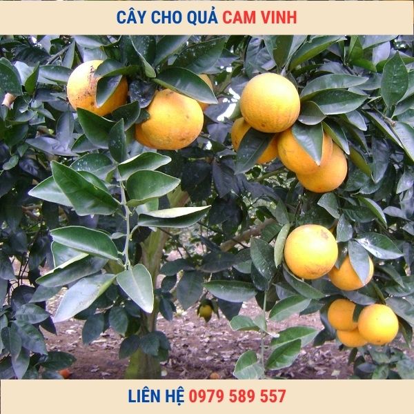 Cây giống Cam Vinh  Trưởng Thành