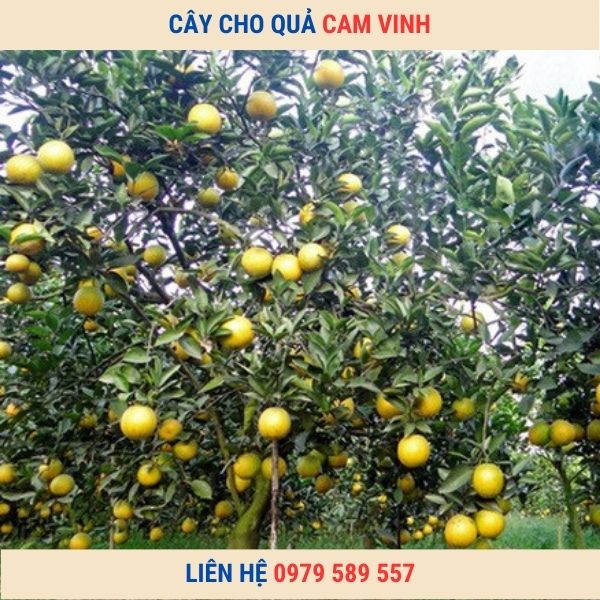 Cây giống Cam Vinh  Trưởng Thành